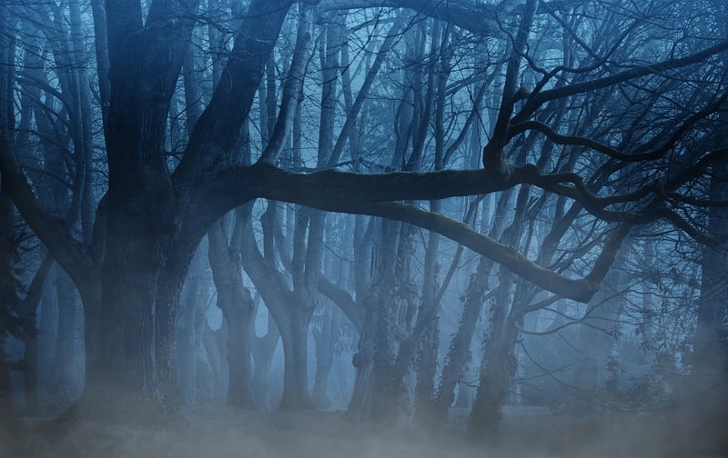 Mystery Forest